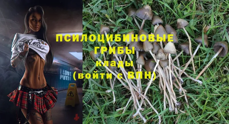 что такое   Кумертау  Галлюциногенные грибы MAGIC MUSHROOMS 